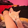 Vaïana participe au concours pour gagner de l'argent avec cette photo : cat, sleeping, arm, blanket, indoor, cozy, relaxed, cute, pet, feline, resting, paw, human, comfort, pink_wall, soft, nap, domestic, closeup, warm