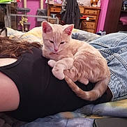 Vaïana participe au concours pour gagner de l'argent avec cette photo : cat, person, bed, jeans, black_shirt, curled_tail, indoor, furniture, dresser, blanket, resting, hair, tabby_cat, relaxation, casual_clothing, soft_lighting, home_interior, sleeping_position, pet, cozy