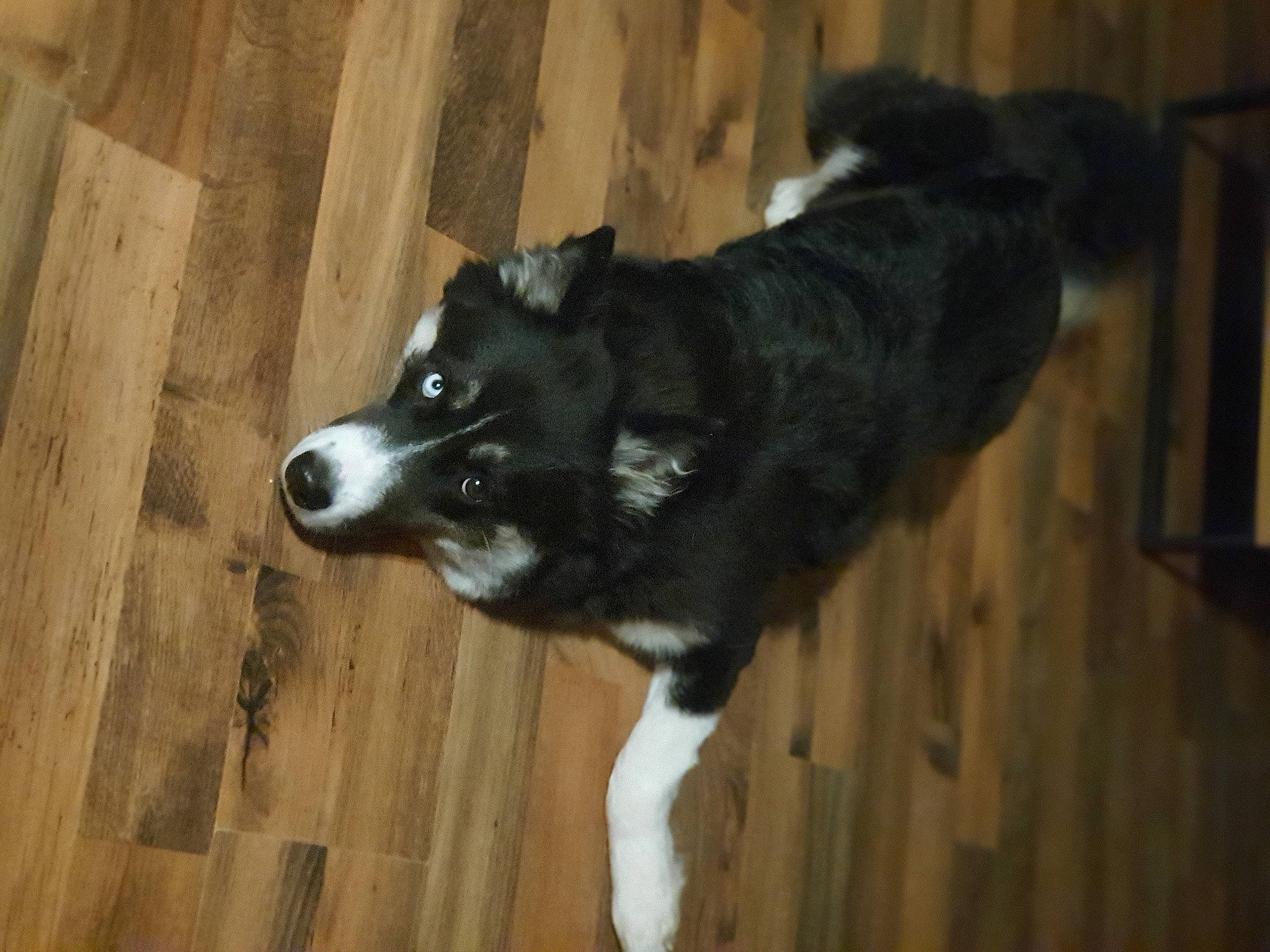 Revenge participe au concours pour gagner de l'argent avec cette photo : border_collie, canidae, carnivore, dog, dog_breed, herding_dog, karelian_bear_dog, laika, lapponian_herder, mammal, russo_european_laika, siberian_husky, snout, sporting_group, tail, vertebrate