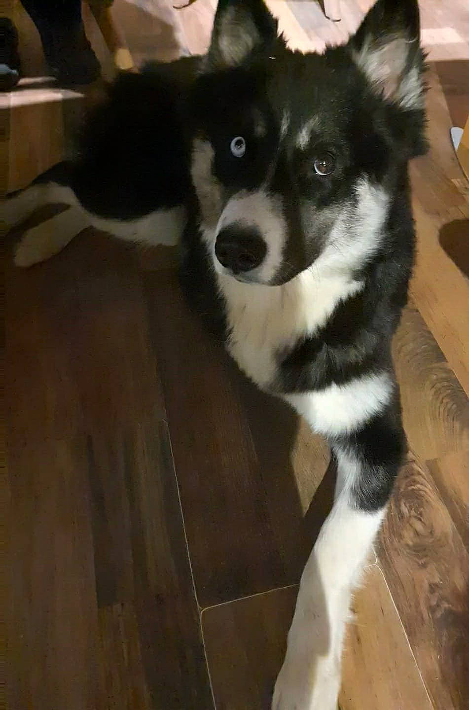 Revenge a rejoint le concours — aidez-le/la à gagner de superbes lots ! black, canidae, carnivore, dog, dog_breed, floor, flooring, fur, hardwood, laminate_flooring, sled_dog, snout, tail, terrestrial_animal, vertebrate, whiskers, wood, wood_flooring, wood_stain, working_animal