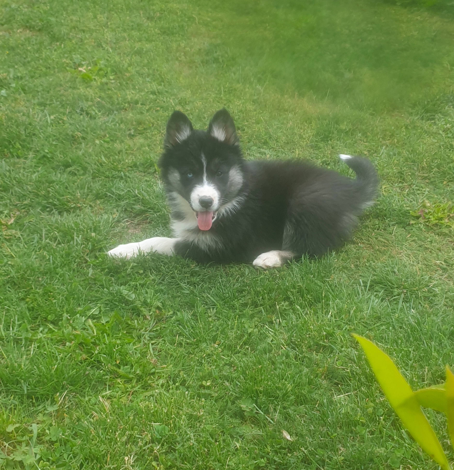 Revenge a rejoint le concours — aidez-le/la à gagner de superbes lots ! akita, canidae, carnivore, dog, dog_breed, grass, herding_dog, karelian_bear_dog, laika, lapponian_herder, lawn, mammal, russo_european_laika, siberian_husky, sporting_group, vertebrate