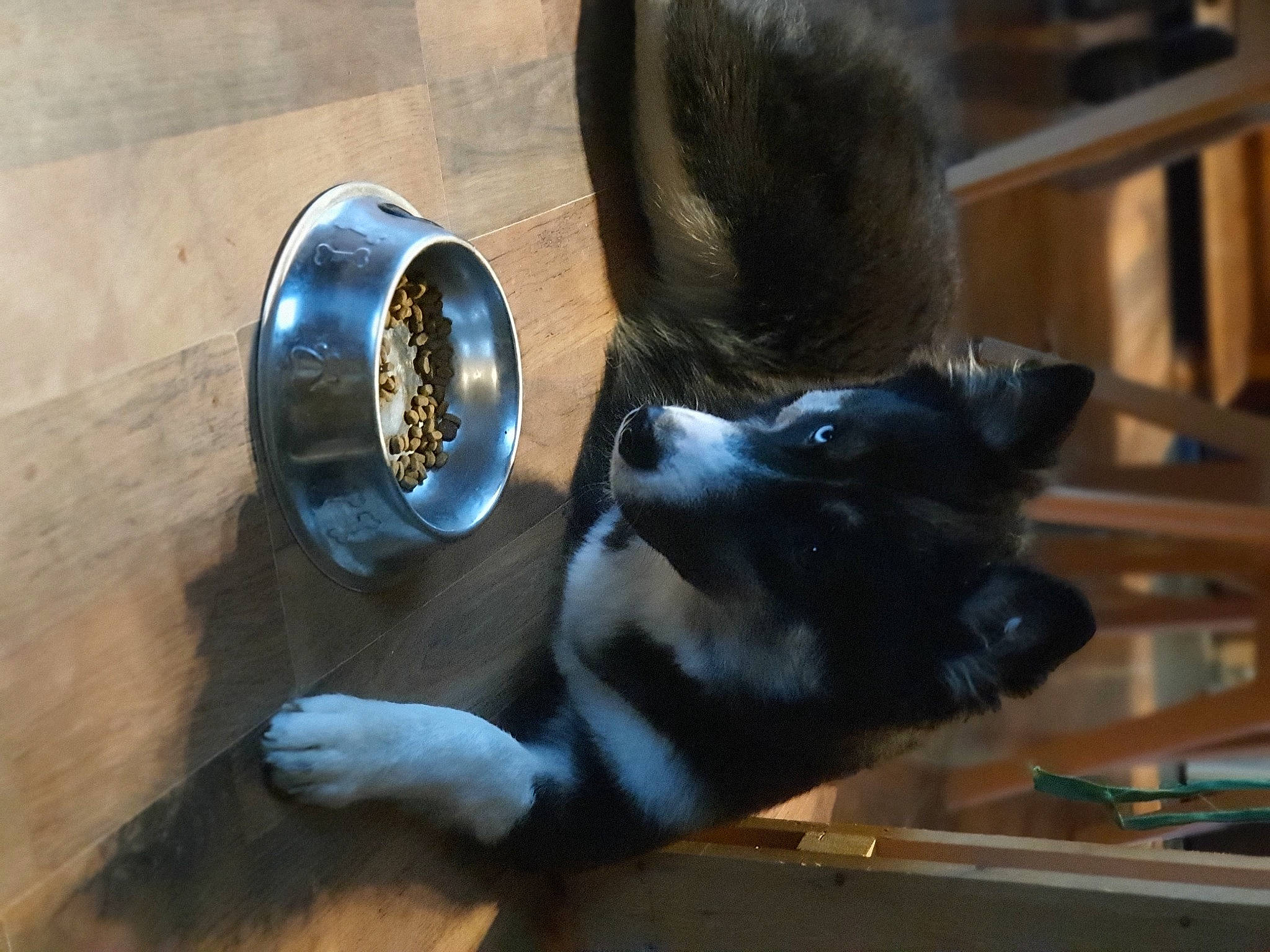 Revenge a rejoint le concours — aidez-le/la à gagner de superbes lots ! canidae, carnivore, dog_breed, snout