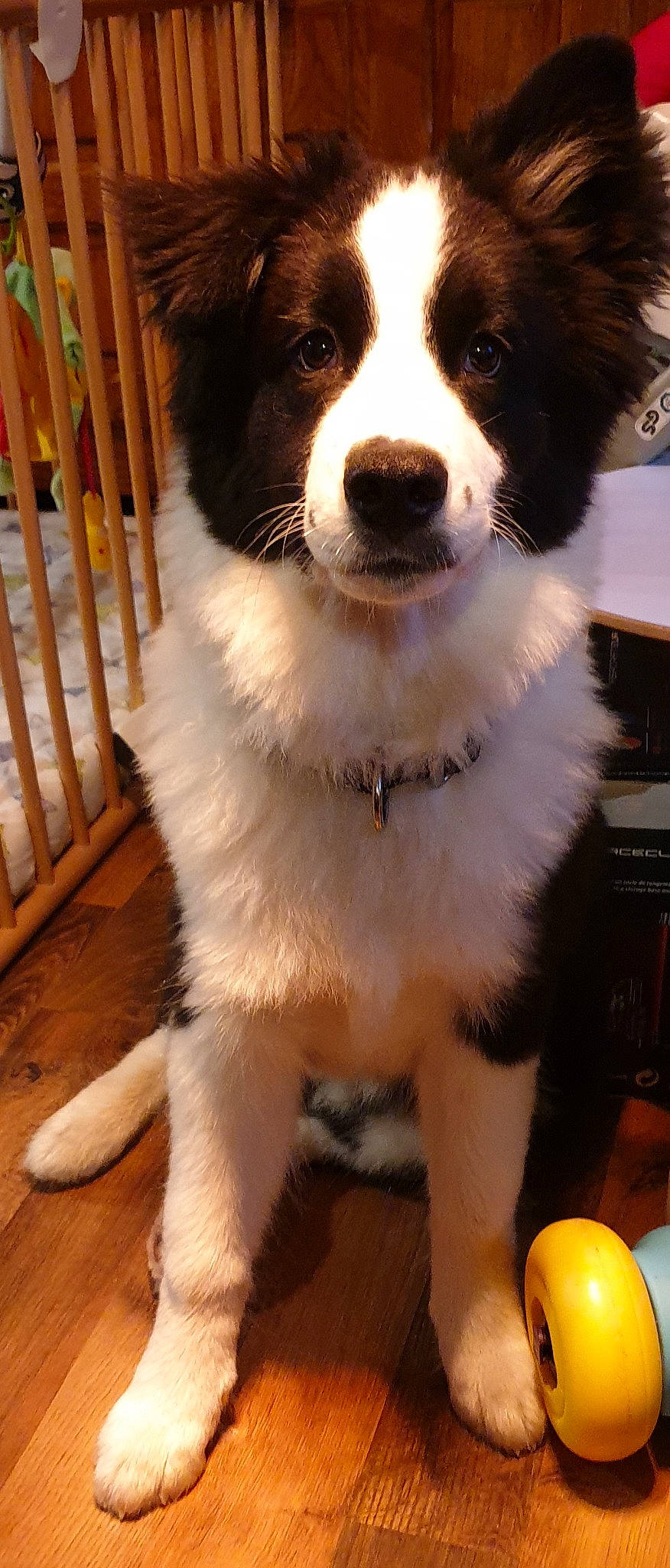 Pelias a rejoint le concours — aidez-le/la à gagner de superbes lots ! australian_collie, australian_shepherd, border_collie, canidae, carnivore, companion_dog, dog, dog_breed, herding_dog, mammal, miniature_australian_shepherd, rare_breed_dog, snout, sporting_group, vertebrate