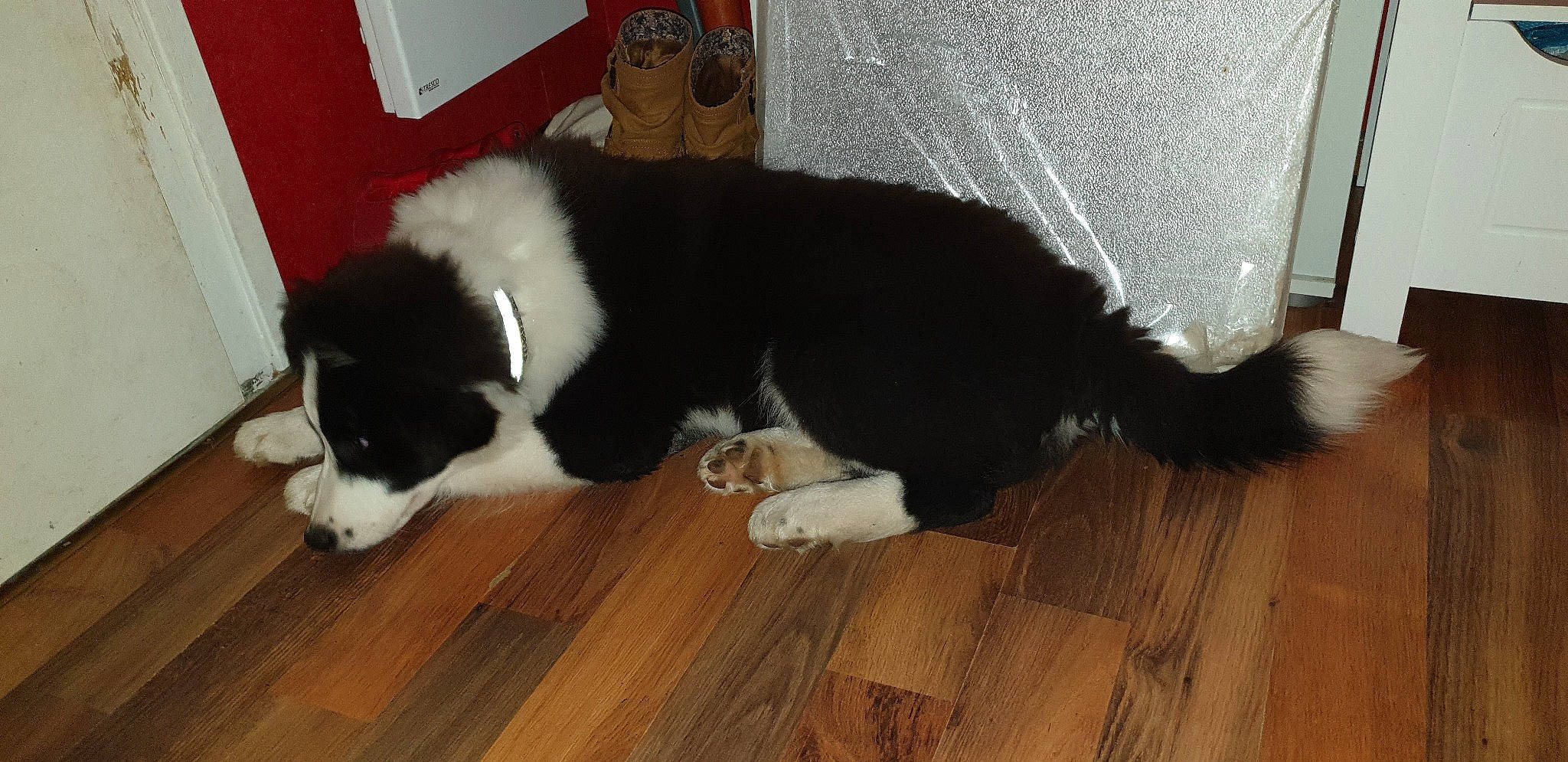 Pelias participe au concours pour gagner de l'argent avec cette photo : border_collie, canidae, carnivore, dog, dog_breed, fur, herding_dog, karelian_bear_dog, landseer, mammal, sporting_group, tail, vertebrate