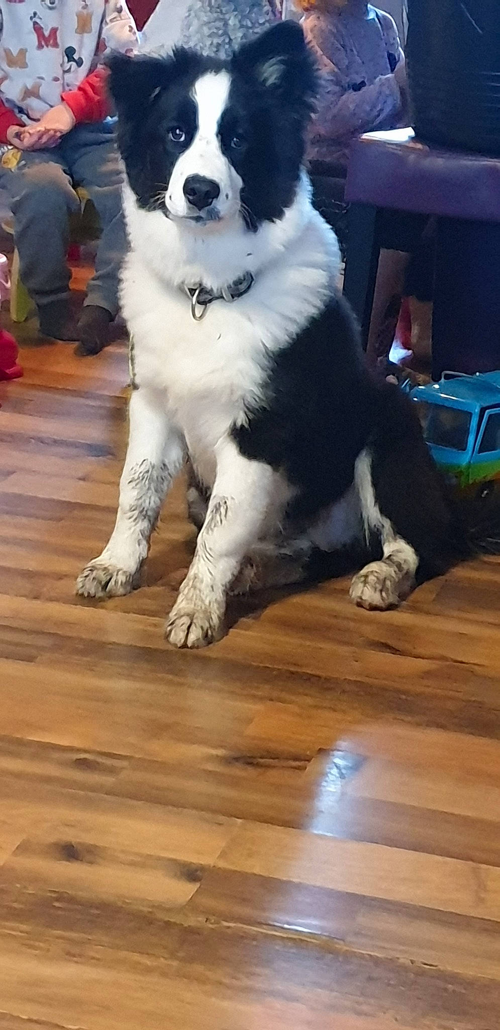 Pelias a rejoint le concours — aidez-le/la à gagner de superbes lots ! border_collie, canidae, carnivore, companion_dog, dog, dog_breed, fur, karakachan_dog, mammal, rare_breed_dog, snout, sporting_group, vertebrate, working_dog