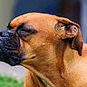 dog, brown_dog, close_up, outdoor, grass, tongue_out, canine, pet, animal, funny_face, snout, ears, expression, fur, muzzle, side_view, nature, background_blur, tongue, cute