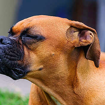 Bibou a rejoint le concours — aidez-le/la à gagner de superbes lots ! dog, brown_dog, close_up, outdoor, grass, tongue_out, canine, pet, animal, funny_face, snout, ears, expression, fur, muzzle, side_view, nature, background_blur, tongue, cute