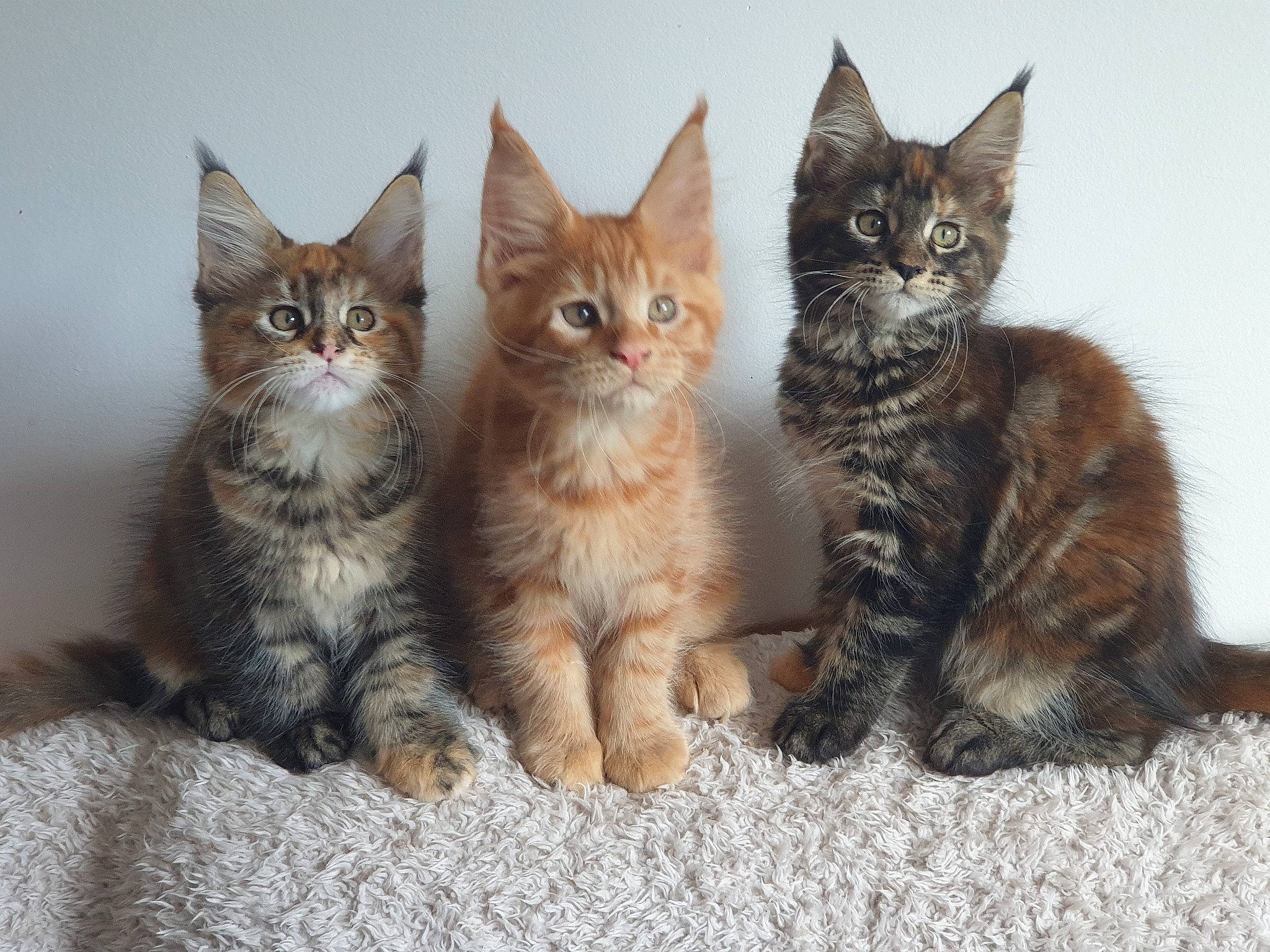 Symba Shelby Shakira participe au concours pour gagner de l'argent avec cette photo : carnivore, cat, claw, comfort, domestic_short_haired_cat, fawn, felidae, fur, iris, paw, photo_caption, small_to_medium_sized_cats, snout, tail, terrestrial_animal, whiskers