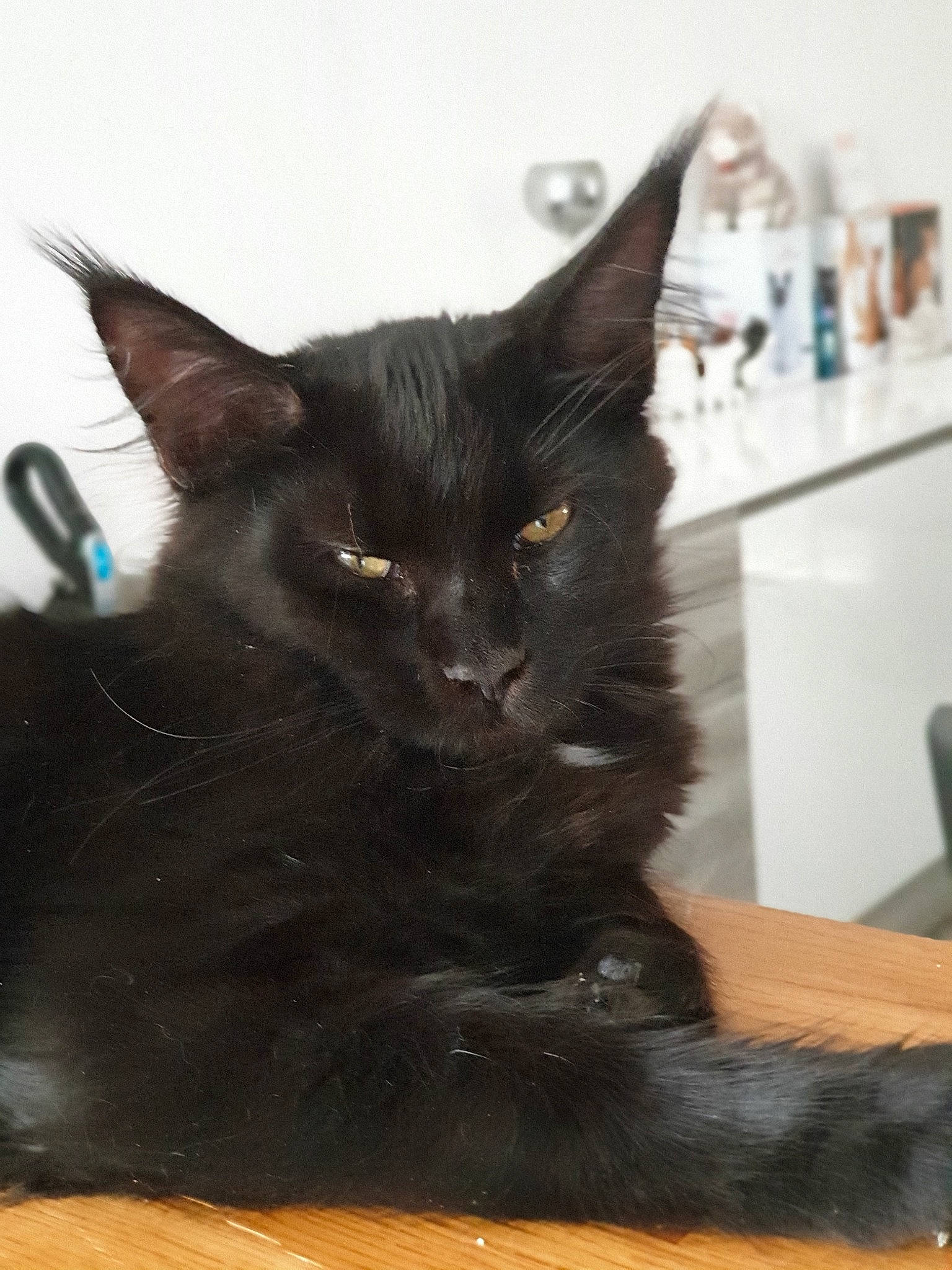 Pépite a rejoint le concours — aidez-le/la à gagner de superbes lots ! asian, black_cat, bombay, burmese, carnivore, cat, domestic_long_haired_cat, domestic_short_haired_cat, felidae, havana_brown, javanese, kitten, korat, maine_coon, mammal, nebelung, oriental_longhair, small_to_medium_sized_cats, vertebrate, whiskers