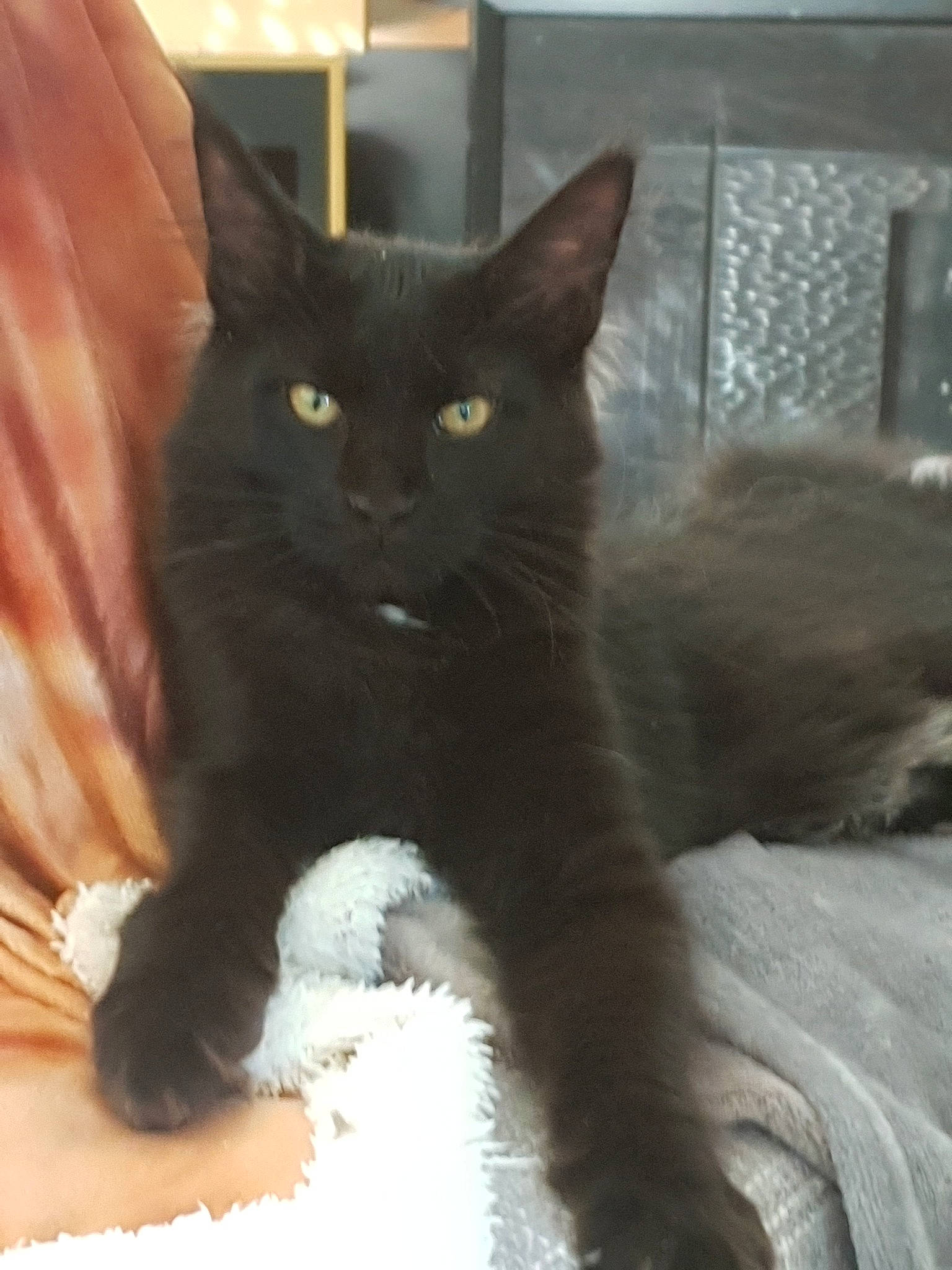 Pépite a rejoint le concours — aidez-le/la à gagner de superbes lots ! asian, black_cat, bombay, carnivore, cat, domestic_long_haired_cat, domestic_short_haired_cat, felidae, kitten, korat, maine_coon, mammal, nebelung, polydactyl_cat, russian_blue, small_to_medium_sized_cats, tail, turkish_angora, vertebrate, whiskers