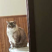 Minx joined the competition — help win amazing prizes! cat, indoor, wooden_wall, furniture, pet, animal, light, shadow, sitting, fur, whiskers, ears, face, home, cozy, quiet, resting, white_surface, window_light, calm