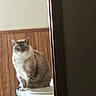 animal, calm, cat, cozy, ears, face, fur, furniture, home, indoor, light, pet, quiet, resting, shadow, sitting, whiskers, white_surface, window_light, wooden_wall