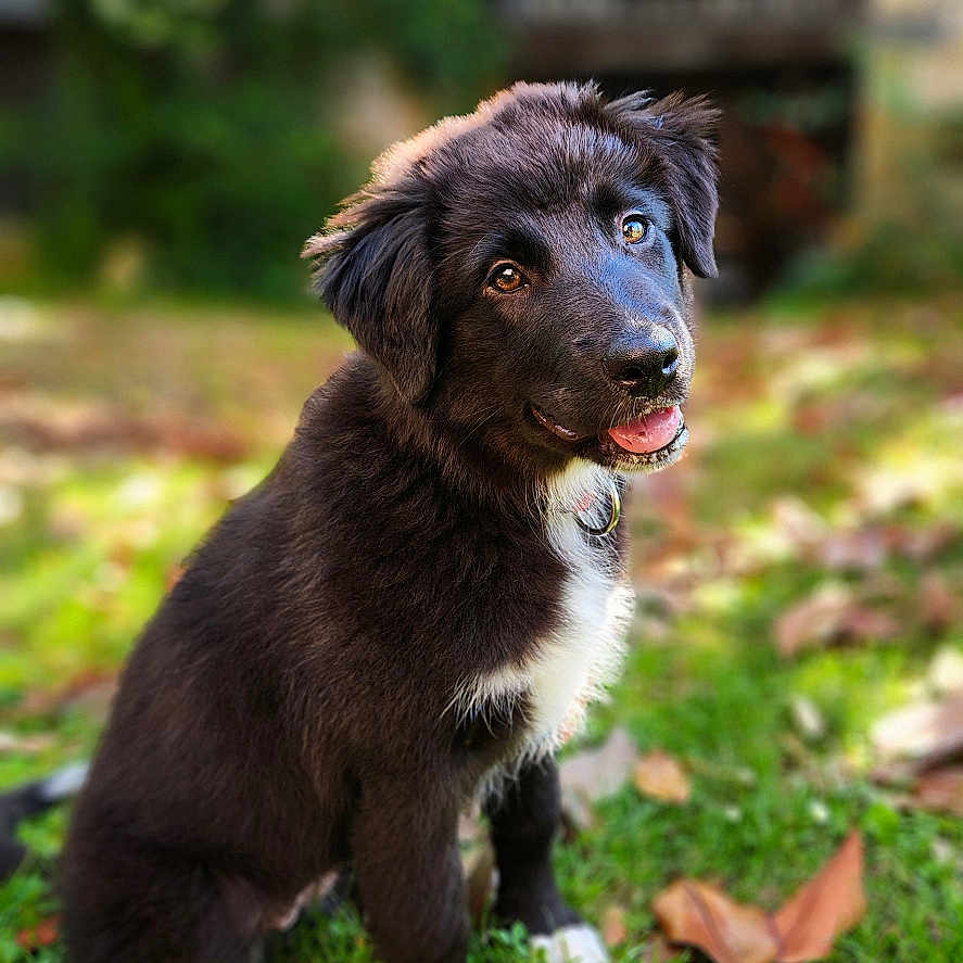 Suki a rejoint le concours — aidez-le/la à gagner de superbes lots ! animal, background_blur, black_and_white, collar, cute, dog, fluffy, garden, grass, happy, head_tilt, leaves, nature, outdoor, pet, portrait, puppy, sitting, sunlight, young