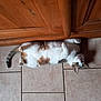 cat, feline, pet, indoor, floor, tile, wooden_cabinet, belly_up, relaxed, curious, white_fur, brown_spots, whiskers, paws, tail, home, animal, cute, domestic, lying_down