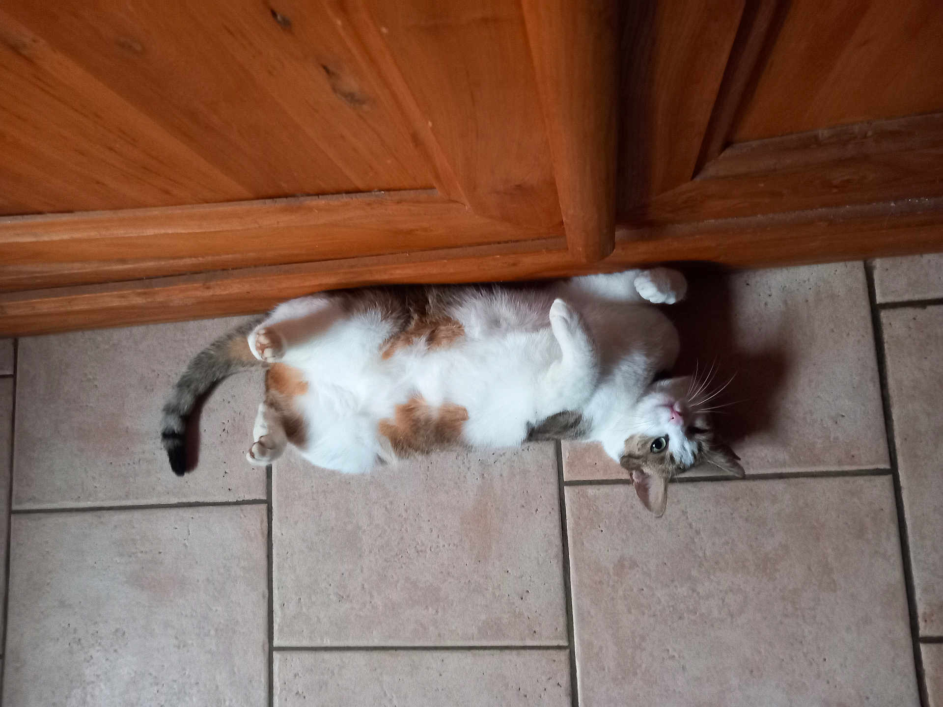Piou Piou a rejoint le concours — aidez-le/la à gagner de superbes lots ! cat, feline, pet, indoor, floor, tile, wooden_cabinet, belly_up, relaxed, curious, white_fur, brown_spots, whiskers, paws, tail, home, animal, cute, domestic, lying_down