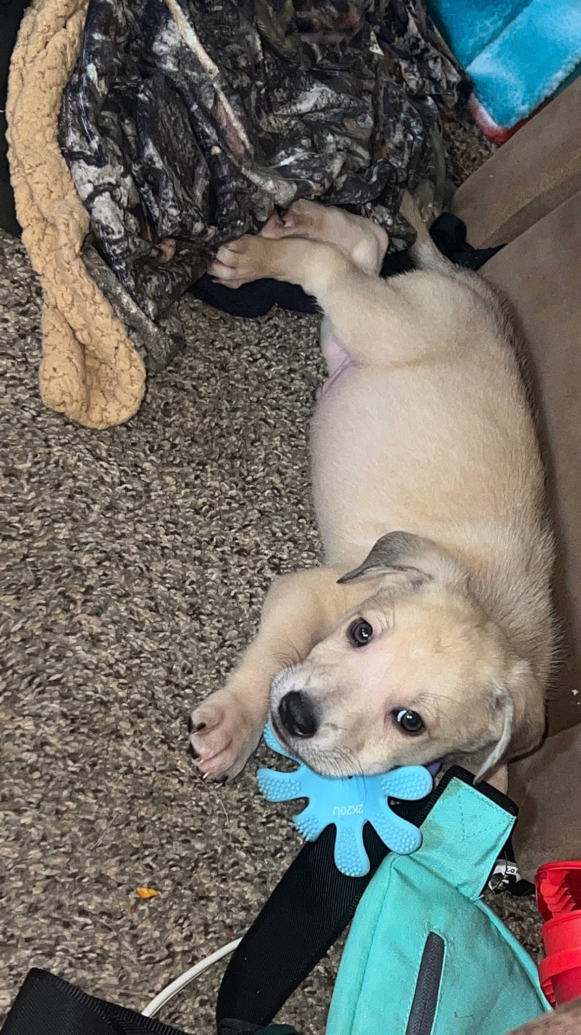 Kai is registered to the contest to win money with this photo: canidae, carnivore, companion_dog, dog, dog_breed, dog_supply, fawn, fur, non_sporting_group, puppy, puppy_love, snout, soil, sporting_group, toy, toy_dog, working_animal