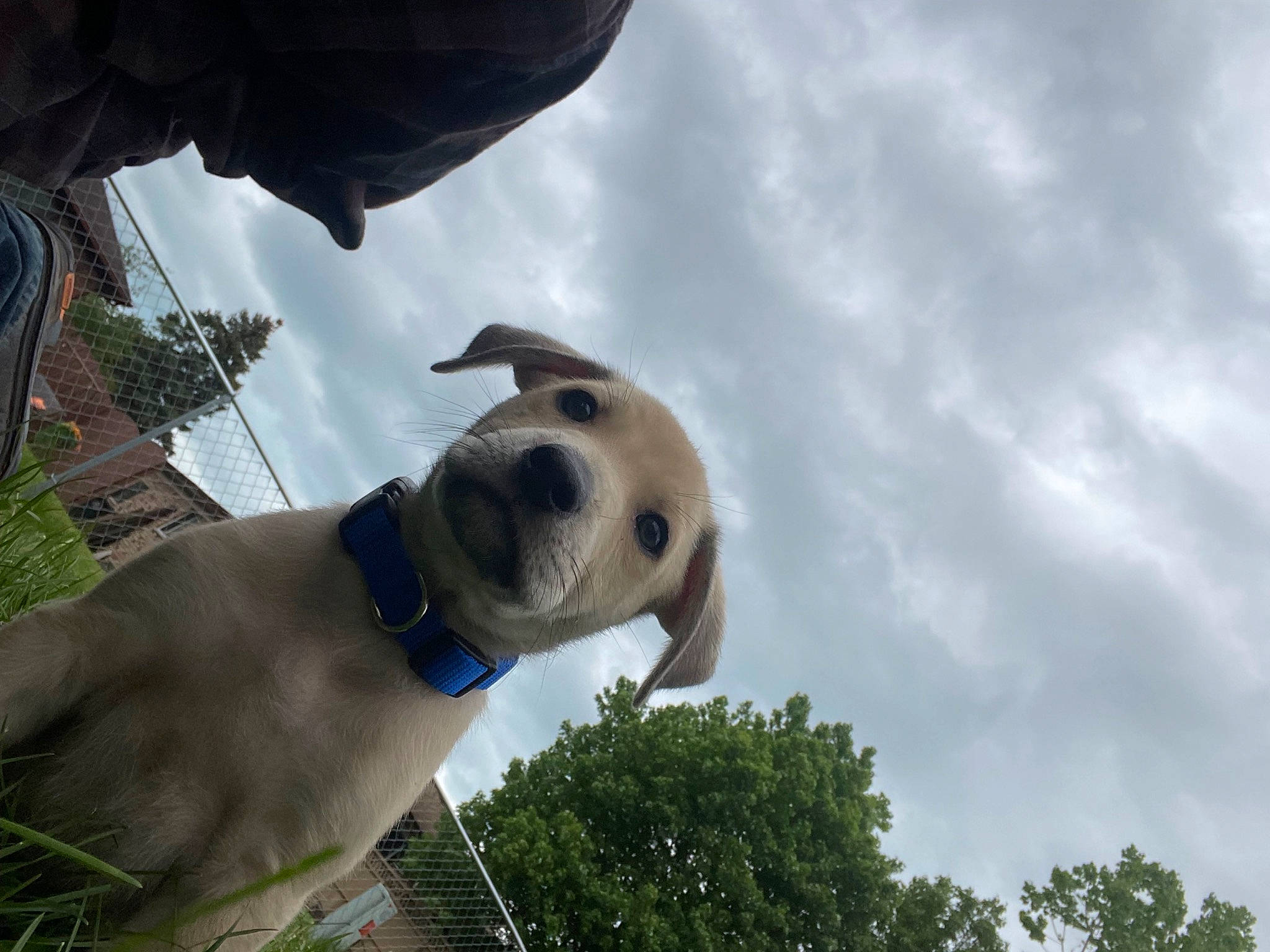 Kai joined the competition — help win amazing prizes! canidae, carnivore, cloud, collar, companion_dog, dog, dog_breed, dog_collar, eyewear, fawn, jaw, pet_supply, plant, sky, snout, sporting_group, sunglasses, tree, whiskers, working_animal