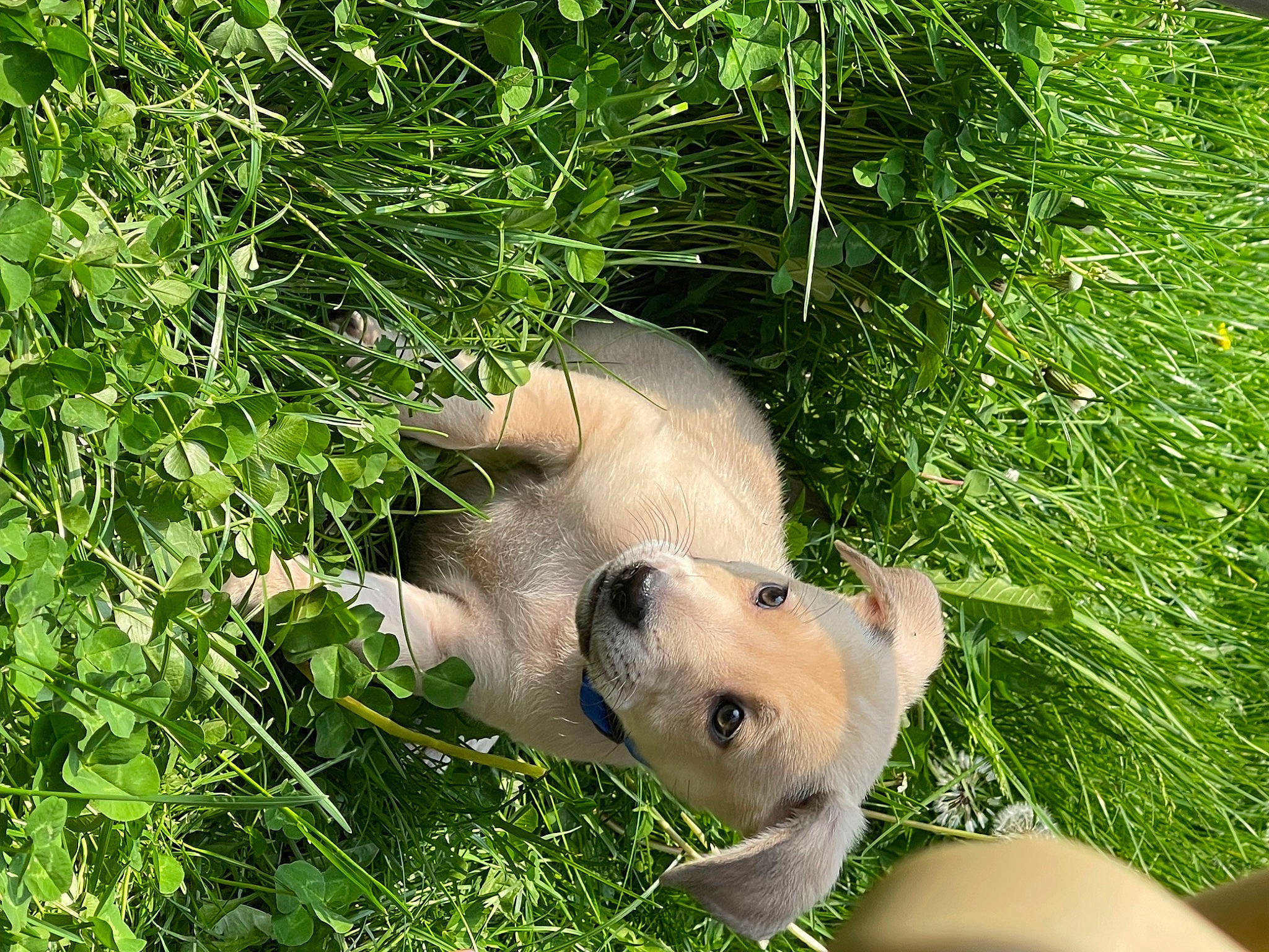 Kai is registered to the contest to win money with this photo: canidae, carnivore, companion_dog, dog, dog_breed, fawn, grass, grass_family, grassland, groundcover, herbaceous_plant, paw, plant, snout, sporting_group, tail, terrestrial_animal, whiskers, wildlife, working_animal