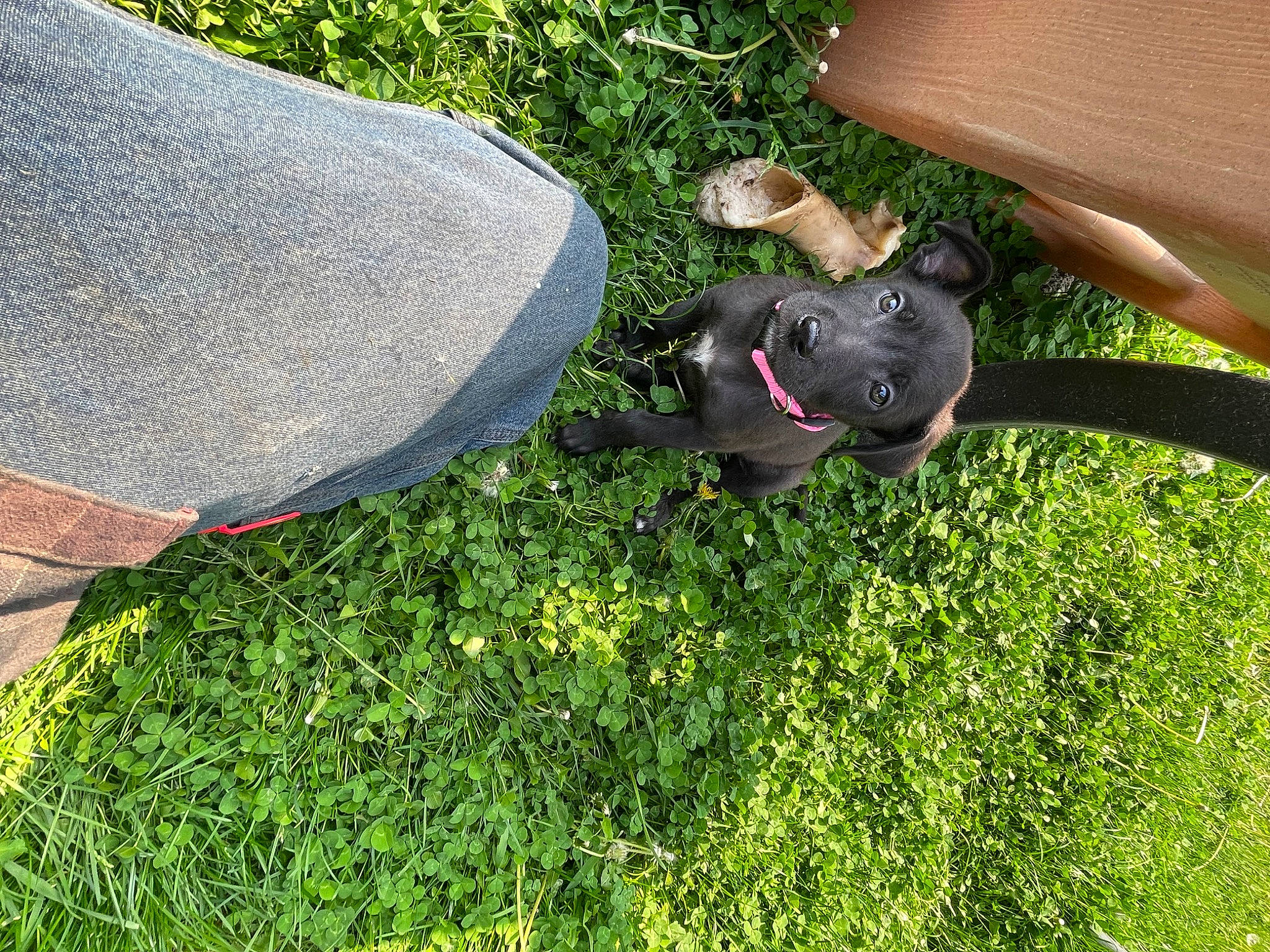 Rosie is registered to the contest to win money with this photo: annual_plant, canidae, carnivore, companion_dog, dog, dog_breed, fashion_accessory, garden, grass, groundcover, guard_dog, lawn, non_sporting_group, plant, shadow, shrub, sporting_group, tail, working_animal, yard