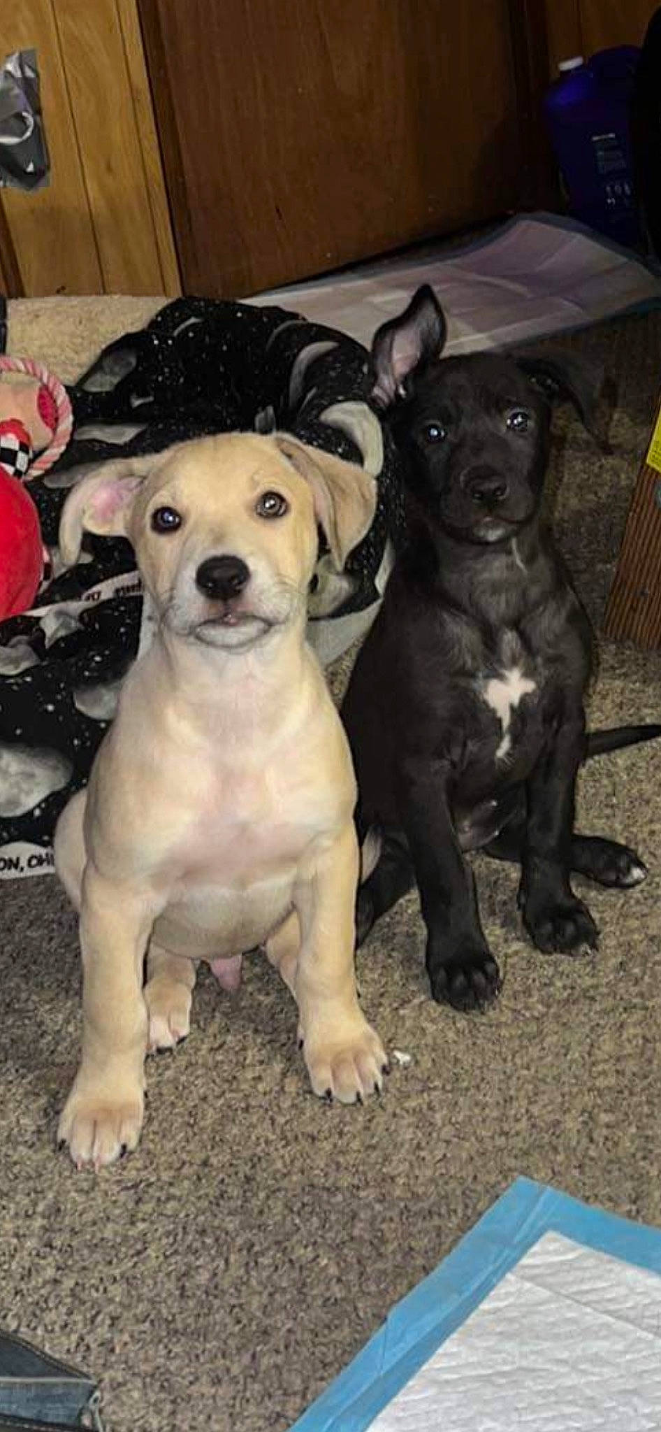 Rosie is registered to the contest to win money with this photo: canidae, carnivore, collar, companion_dog, dog, dog_breed, dog_collar, fawn, fur, guard_dog, non_sporting_group, snout, sporting_group, tail, toy_dog, whiskers, working_animal, working_dog