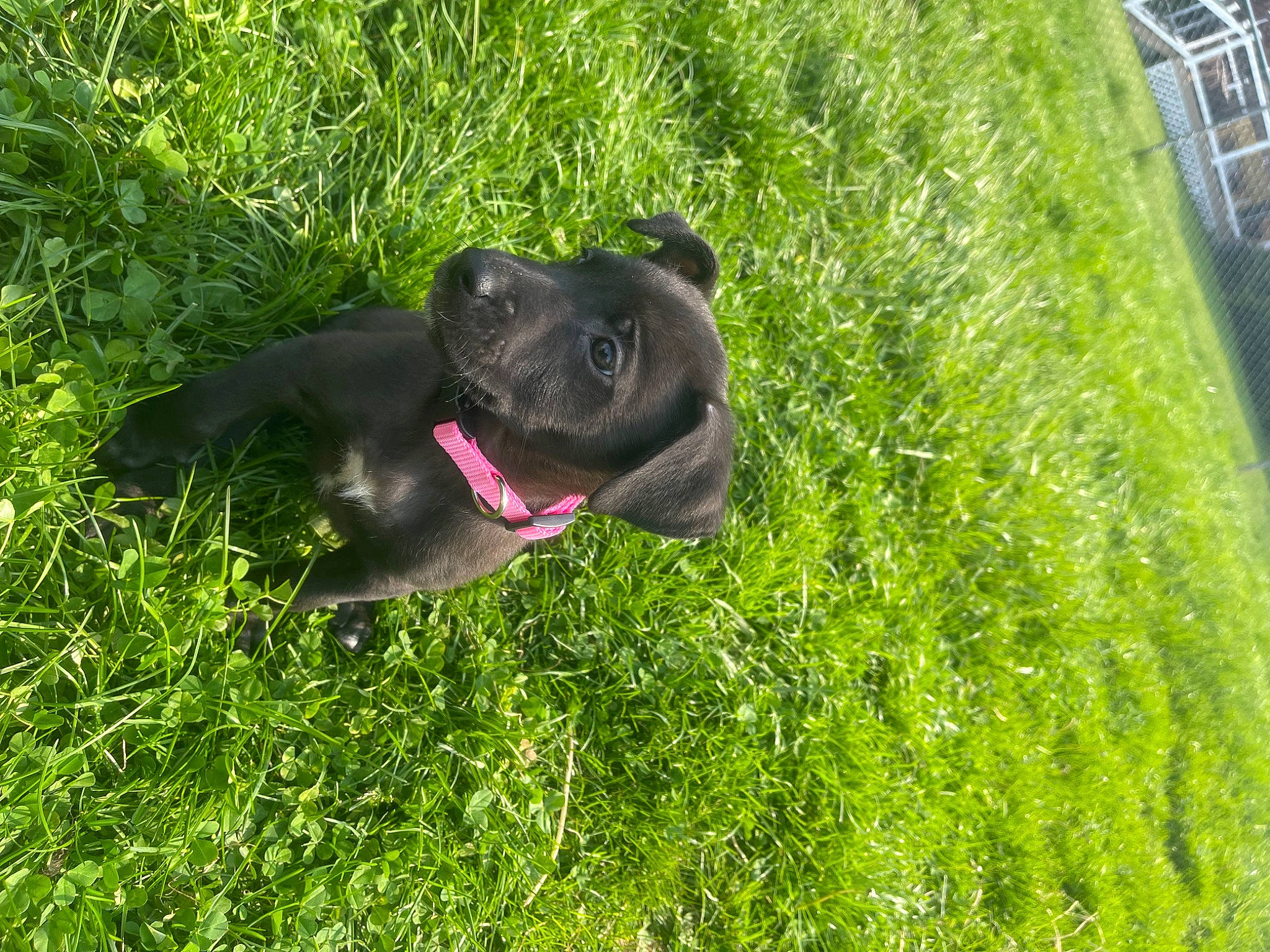 Rosie joined the competition — help win amazing prizes! borador, canidae, carnivore, collar, companion_dog, dog, dog_breed, dog_collar, fawn, grass, groundcover, guard_dog, gun_dog, lawn, plant, shrub, sporting_group, tail, terrestrial_animal, working_animal