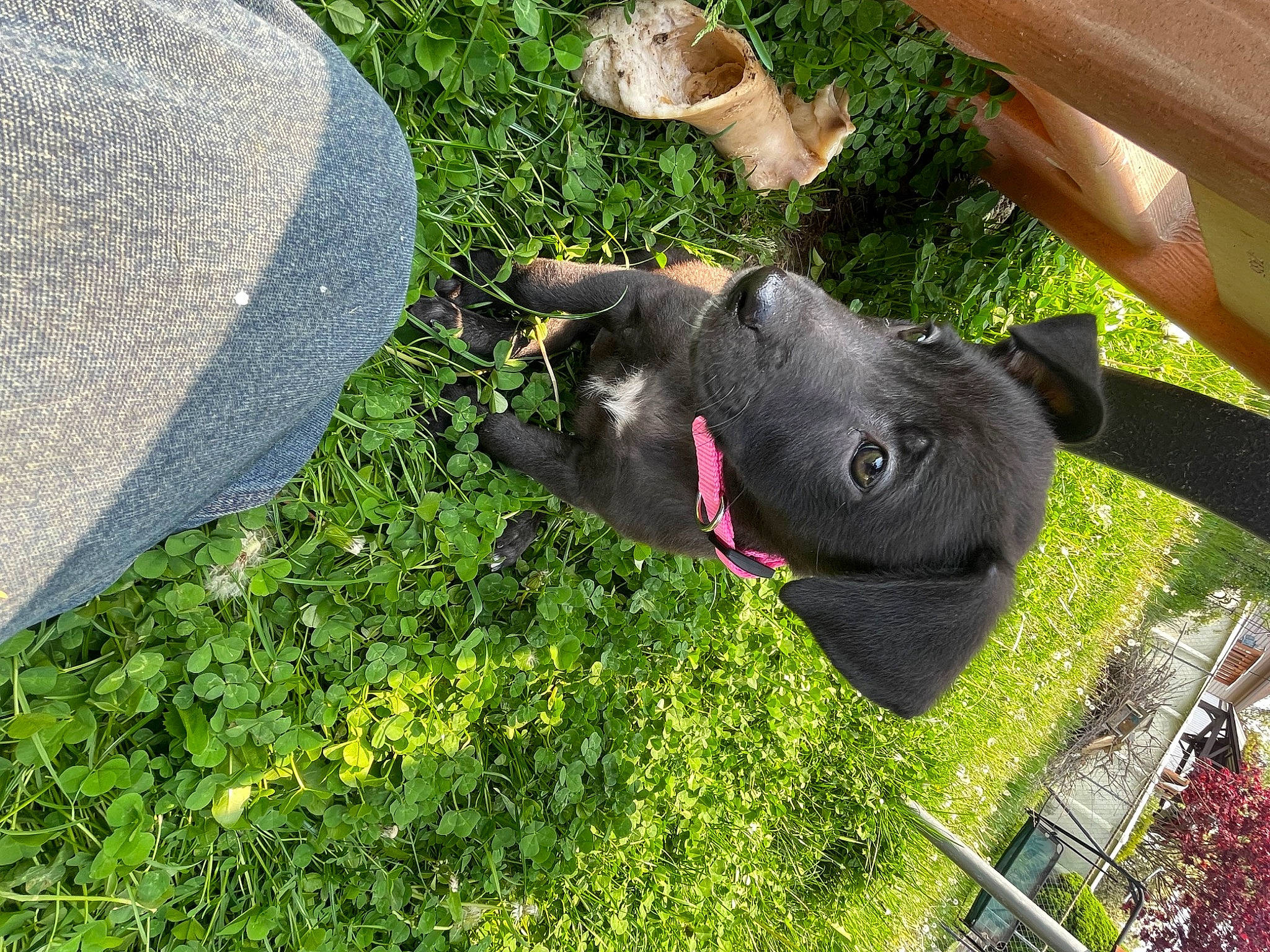 Rosie is registered to the contest to win money with this photo: annual_plant, botany, fur, garden, grass, groundcover, herb, lawn_ornament, leaf, natural_material, plant, sculpture, shadow, shrub, snout, sporting_group, tail, terrestrial_animal, toy, working_animal