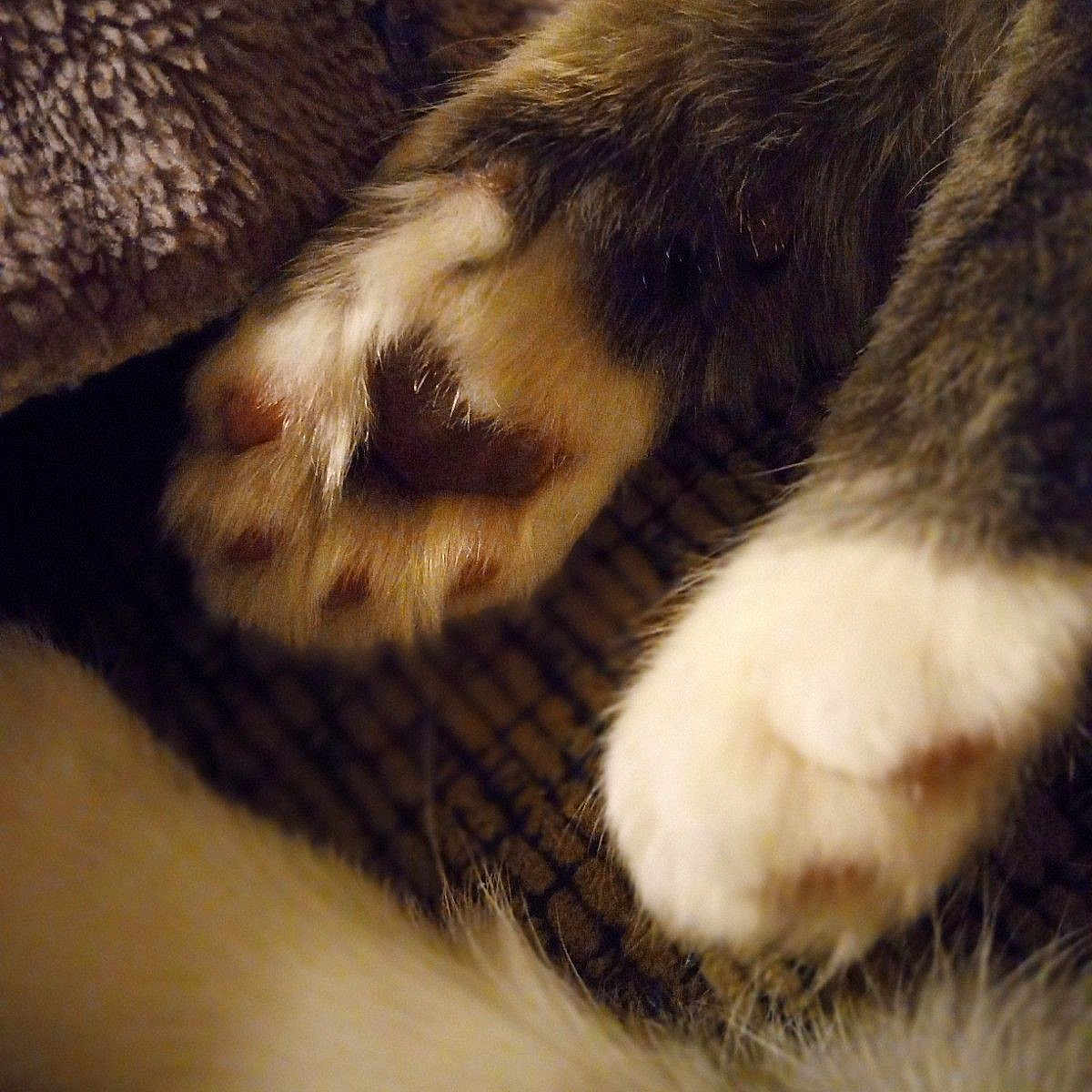 Kitty is registered to the contest to win money with this photo: animal, canine, cat, claw, computer, computerhardware, dog, electronics, ferret, hardware, hook, kitten, monitor, person, pet, puppy, rat, rodent, screen, sleeping