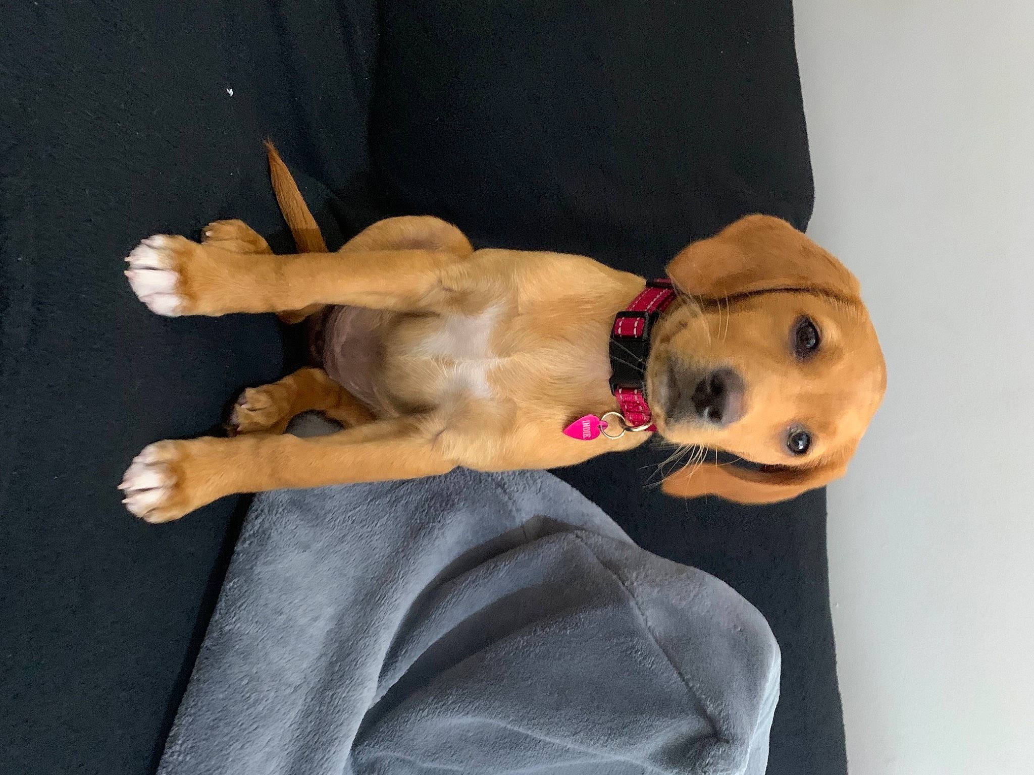 Indie joined the competition — help win amazing prizes! abdomen, carnivore, collar, comfort, companion_dog, dog, dog_breed, dog_clothes, dog_supply, fawn, fur, gesture, hand, mammal, snout, stuffed_toy, trunk, vertebrate, whiskers, working_animal