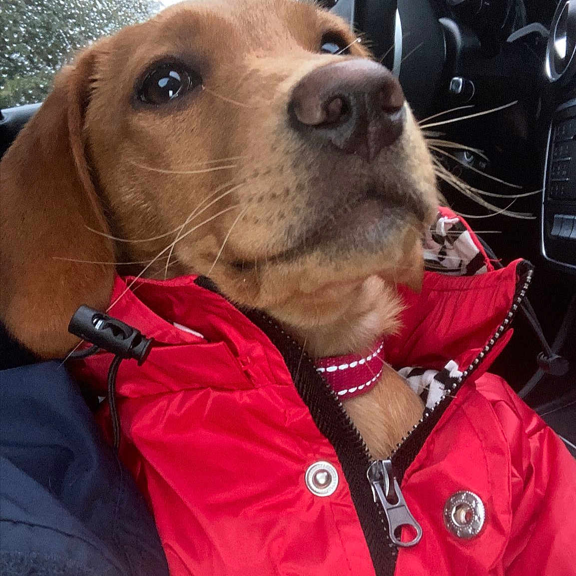 Indie is registered to the contest to win money with this photo: automotive_design, car, carnivore, collar, companion_dog, dog, dog_breed, dog_collar, fawn, gauge, gear_shift, liver, motor_vehicle, personal_luxury_car, pet_supply, speedometer, steering_wheel, vehicle, whiskers, working_animal