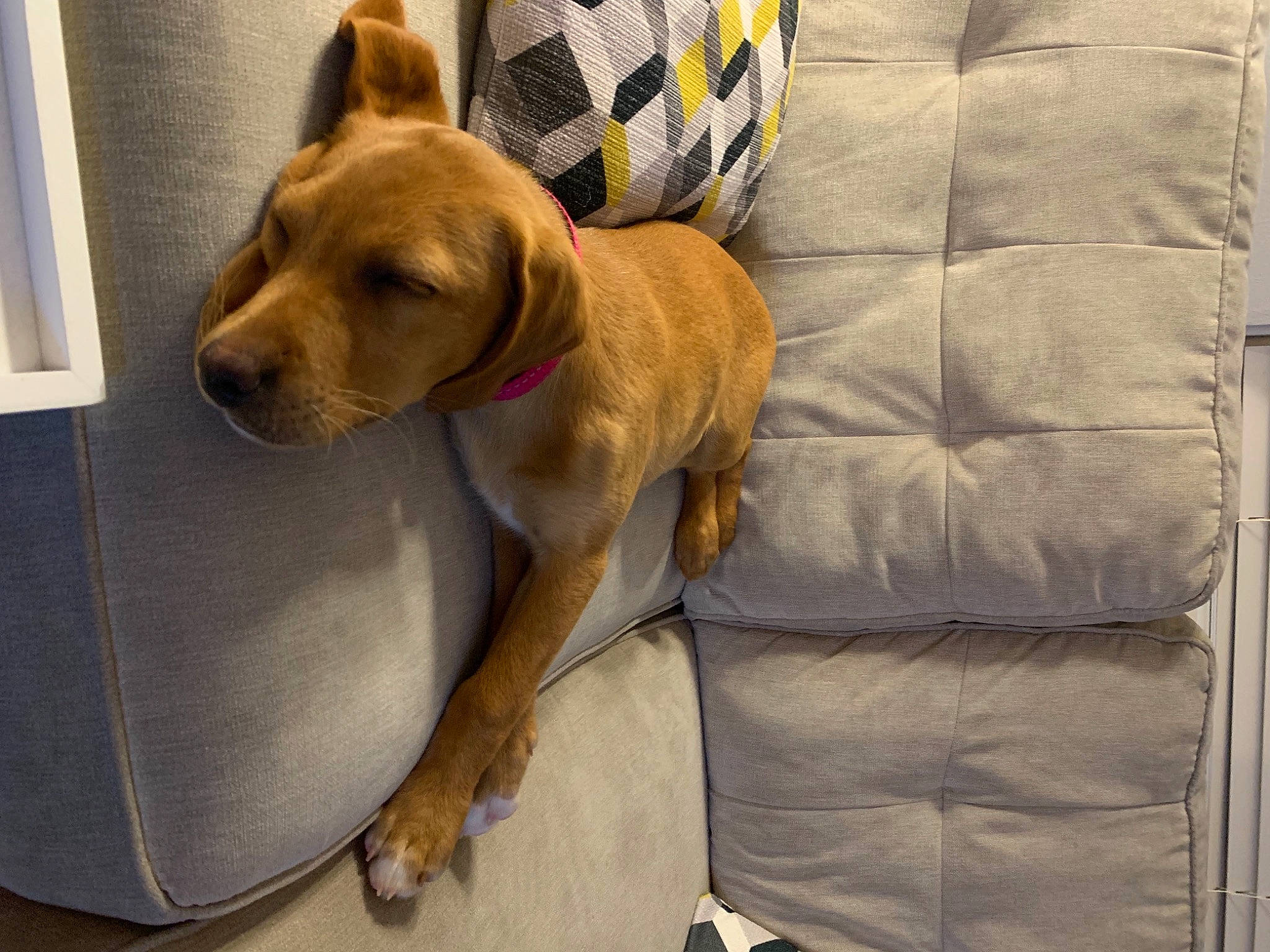 Indie joined the competition — help win amazing prizes! carnivore, collar, comfort, companion_dog, couch, dog, dog_breed, dog_supply, fawn, linens, non_sporting_group, pet_supply, pillow, snout, sporting_group, tail, working_animal