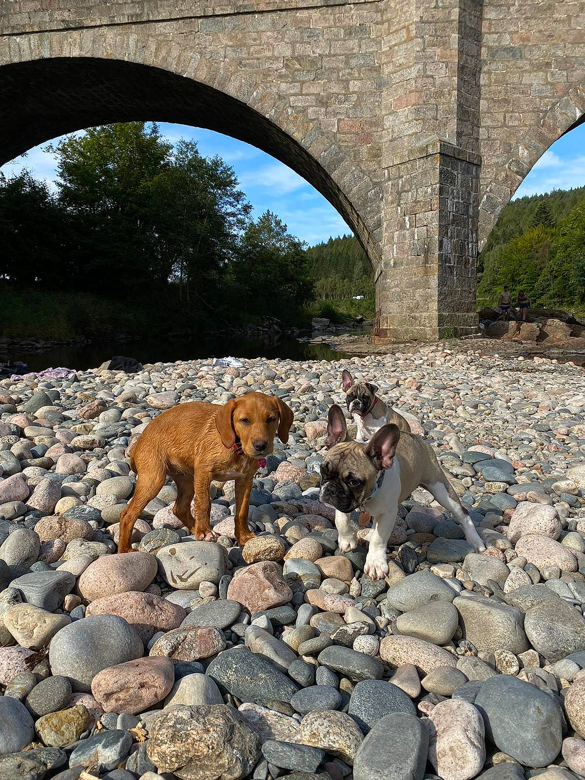 Indie is registered to the contest to win money with this photo: aqueduct, arch, bedrock, building, canidae, carnivore, cobblestone, dog, dog_breed, fawn, landscape, rock, rubble, sky, soil, sporting_group, stone_wall, tree, wildlife, working_animal