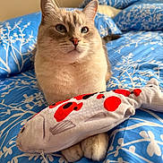 Phyllis joined the competition — help win amazing prizes! bed, bedding, blue, cat, close_up, cozy, cute, ears, feline, fish_toy, fur, indoor, pattern, paws, pet, pillow, plush_toy, portrait, relaxed, whiskers