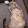 Phyllis is registered to the contest to win money with this photo: cat, close_up, couch, cozy, feline, fluffy_belly, gray_cat, indoor, paws, pet, pillow, pom_pom, portrait, relaxed, sofa, soft_fur, tail, toy, upside_down, whiskers