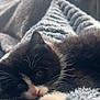 Luna participe au concours pour gagner de l'argent avec cette photo : animal, black_and_white, blanket, cat, close_up, comfort, cozy, cute, fur, indoor, kitten, nose, paw, pet, relaxing, resting, sleepy, soft, whiskers, young