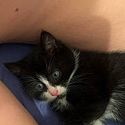 Luna participe au concours pour gagner de l'argent avec cette photo : animal, arm, black_and_white, blue_eyes, cat, close_up, curious, cute, face, fur, indoor, kitten, lying_down, paw, person, pet, resting, skin, whiskers, young