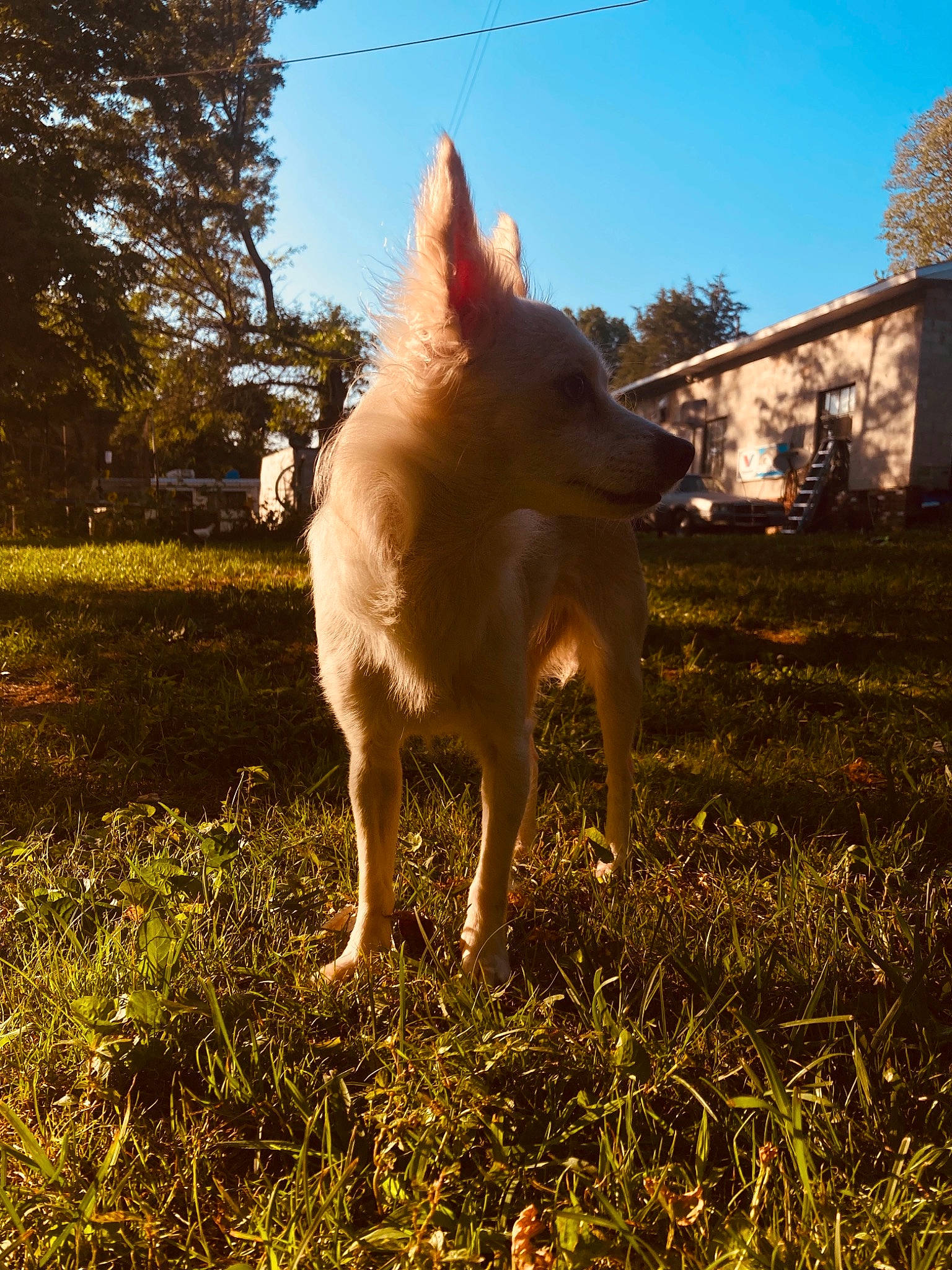 Salem joined the competition — help win amazing prizes! backlighting, canidae, carnivore, companion_dog, dog, dog_breed, fawn, grass, grassland, herding_dog, lawn, pasture, people_in_nature, plant, shadow, sky, sporting_group, tail, tree, wood