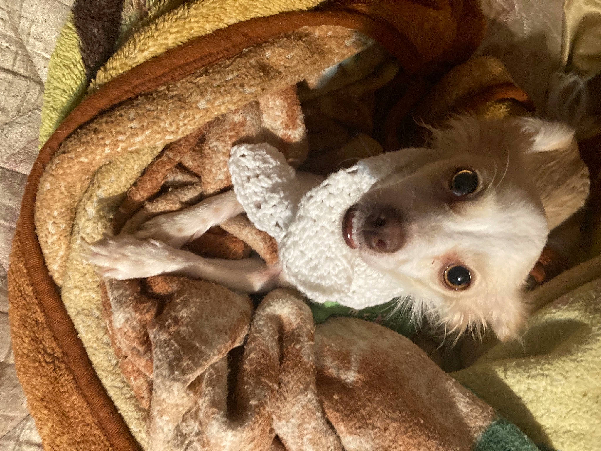 Salem is registered to the contest to win money with this photo: art, canidae, cap, carnivore, companion_dog, dog, dog_breed, eye, fawn, fedora, felidae, fur, hat, pattern, small_to_medium_sized_cats, sporting_group, toy_dog, whiskers, wood, working_animal