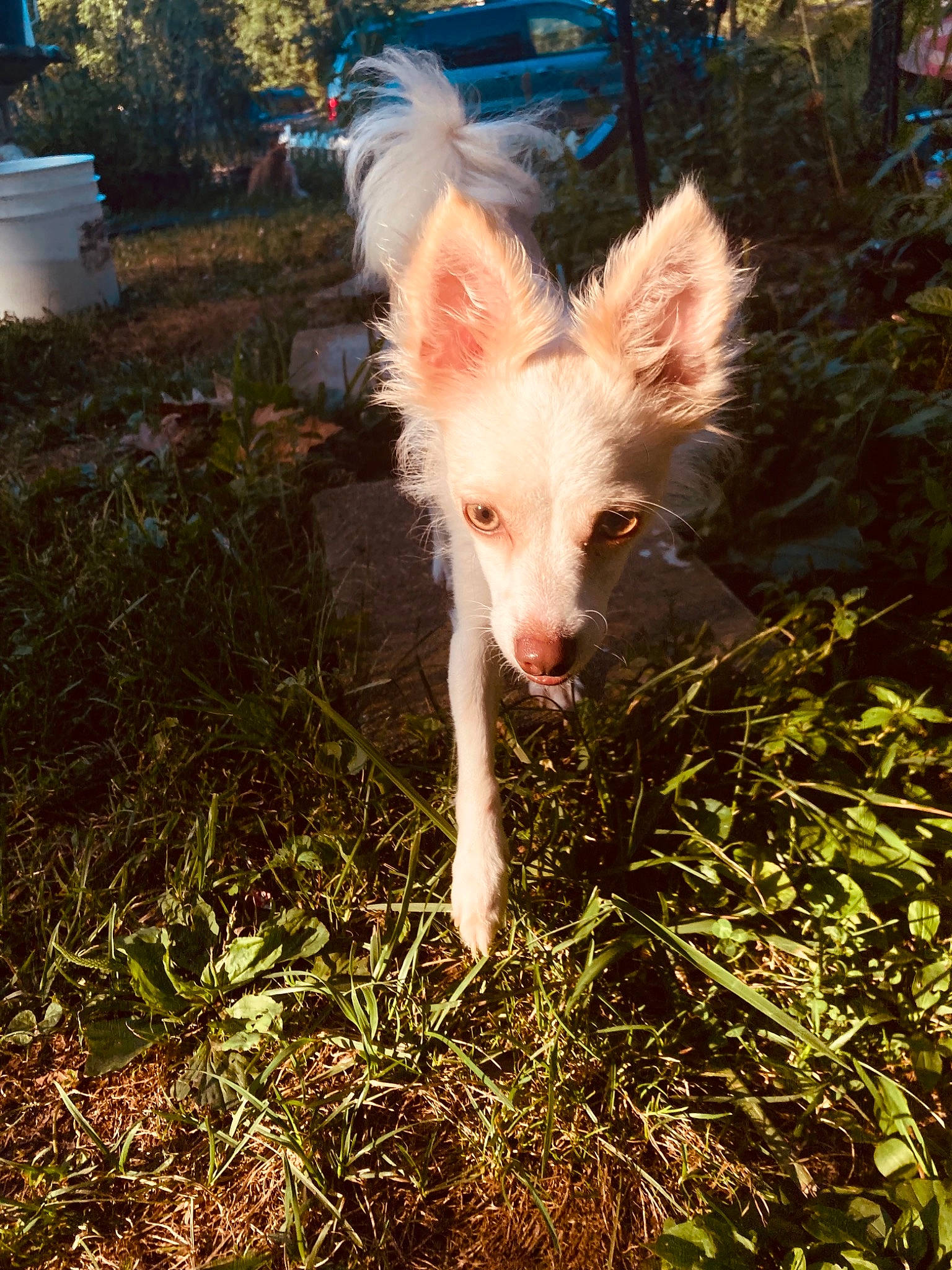 Salem is registered to the contest to win money with this photo: canidae, carnivore, companion_dog, dog, dog_breed, fawn, fur, grass, grass_family, livestock, non_sporting_group, plant, sporting_group, tail, terrestrial_animal, terrestrial_plant, toy_dog, working_animal