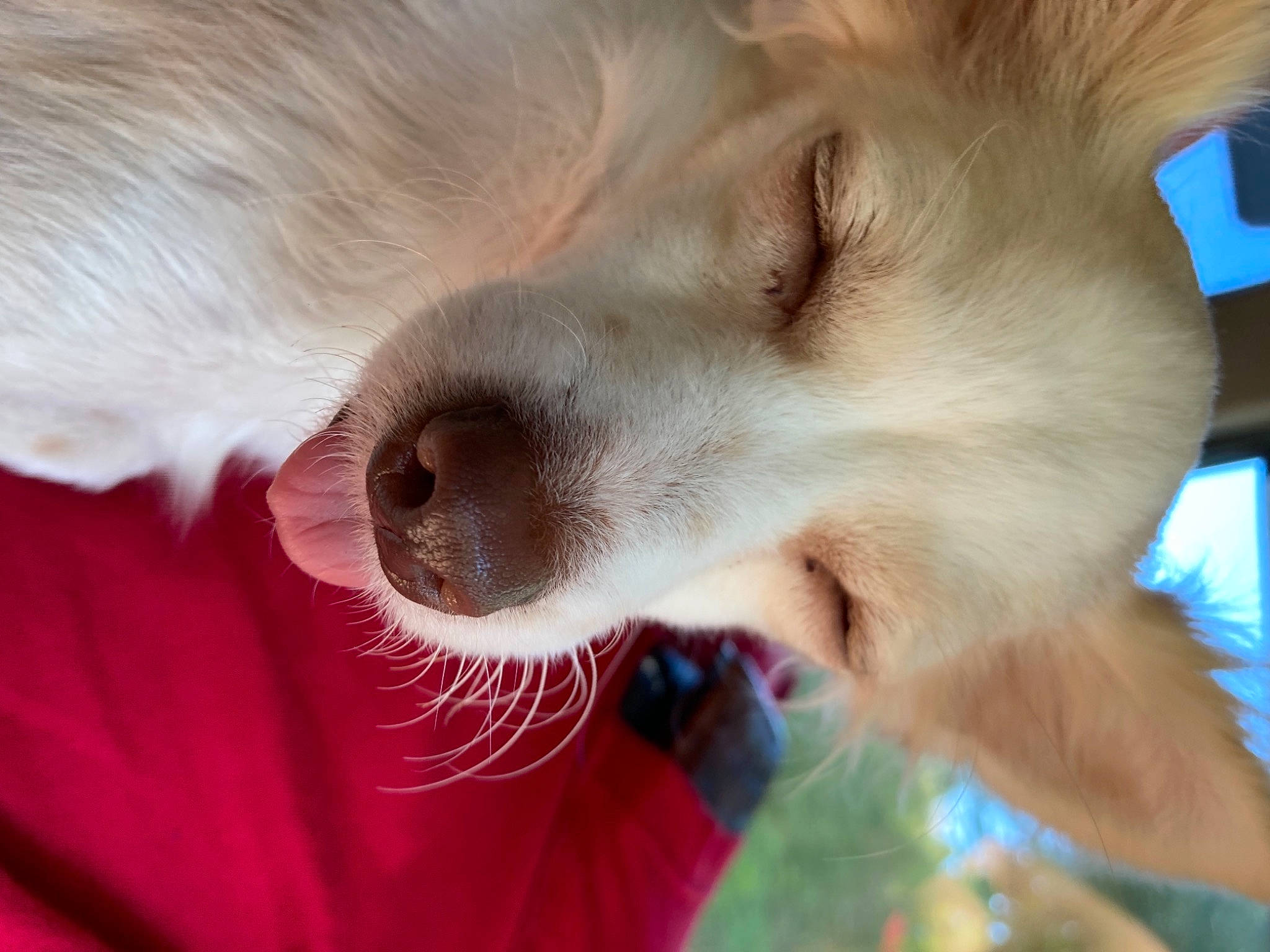 Salem is registered to the contest to win money with this photo: canidae, carnivore, close_up, companion_dog, dog, dog_breed, ear, eyelash, fang, fawn, fur, german_spitz, hair, human_body, jaw, mammal, snout, sporting_group, vertebrate, whiskers