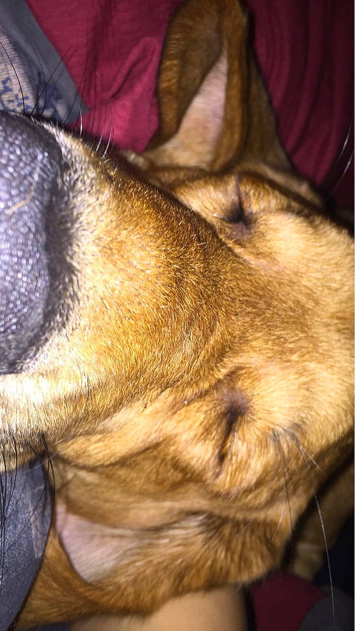 Cleo is registered to the contest to win money with this photo: canidae, carnivore, claw, comfort, companion_dog, dog, dog_breed, ear, fawn, felidae, foot, fur, human_leg, liver, nap, paw, sporting_group, terrestrial_animal, whiskers, wood