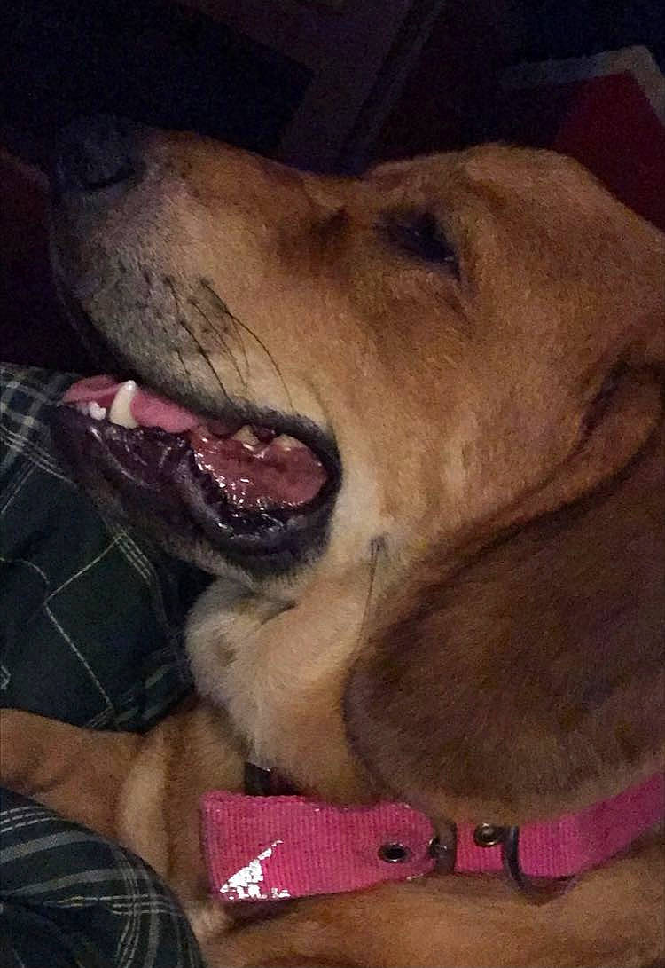 Cleo joined the competition — help win amazing prizes! carnivore, collar, companion_dog, dog, dog_breed, dog_collar, ear, fang, fawn, fur, gesture, happy, jaw, paw, retriever, snout, sporting_group, whiskers, working_animal, yawn