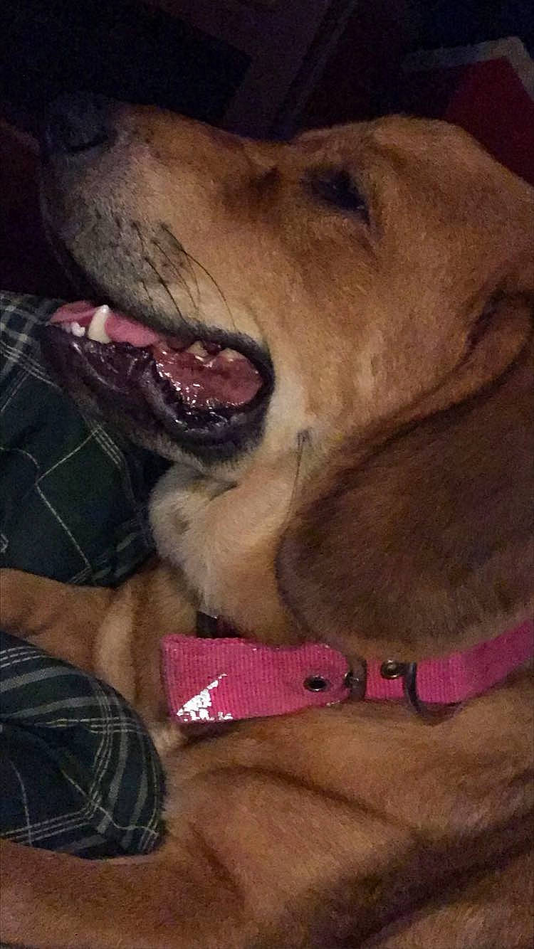 Cleo is registered to the contest to win money with this photo: canidae, carnivore, collar, companion_dog, dog, dog_breed, dog_collar, ear, fang, fawn, fur, gesture, jaw, paw, retriever, snout, sporting_group, whiskers, working_animal, yawn