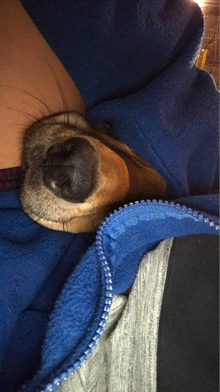 Cleo is registered to the contest to win money with this photo: blue, canidae, carnivore, cloud, collar, comfort, companion_dog, denim, dog, dog_breed, electric_blue, fawn, fur, hat, human_leg, linens, sky, snout, sporting_group, whiskers