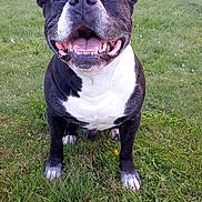 Kenzo a rejoint le concours — aidez-le/la à gagner de superbes lots ! dog, black_and_white, smiling, happy, pet, grass, outdoor, garden, hedge, ears, tongue, teeth, canine, animal, mammal, friendly, playful, close_up, daylight, nature