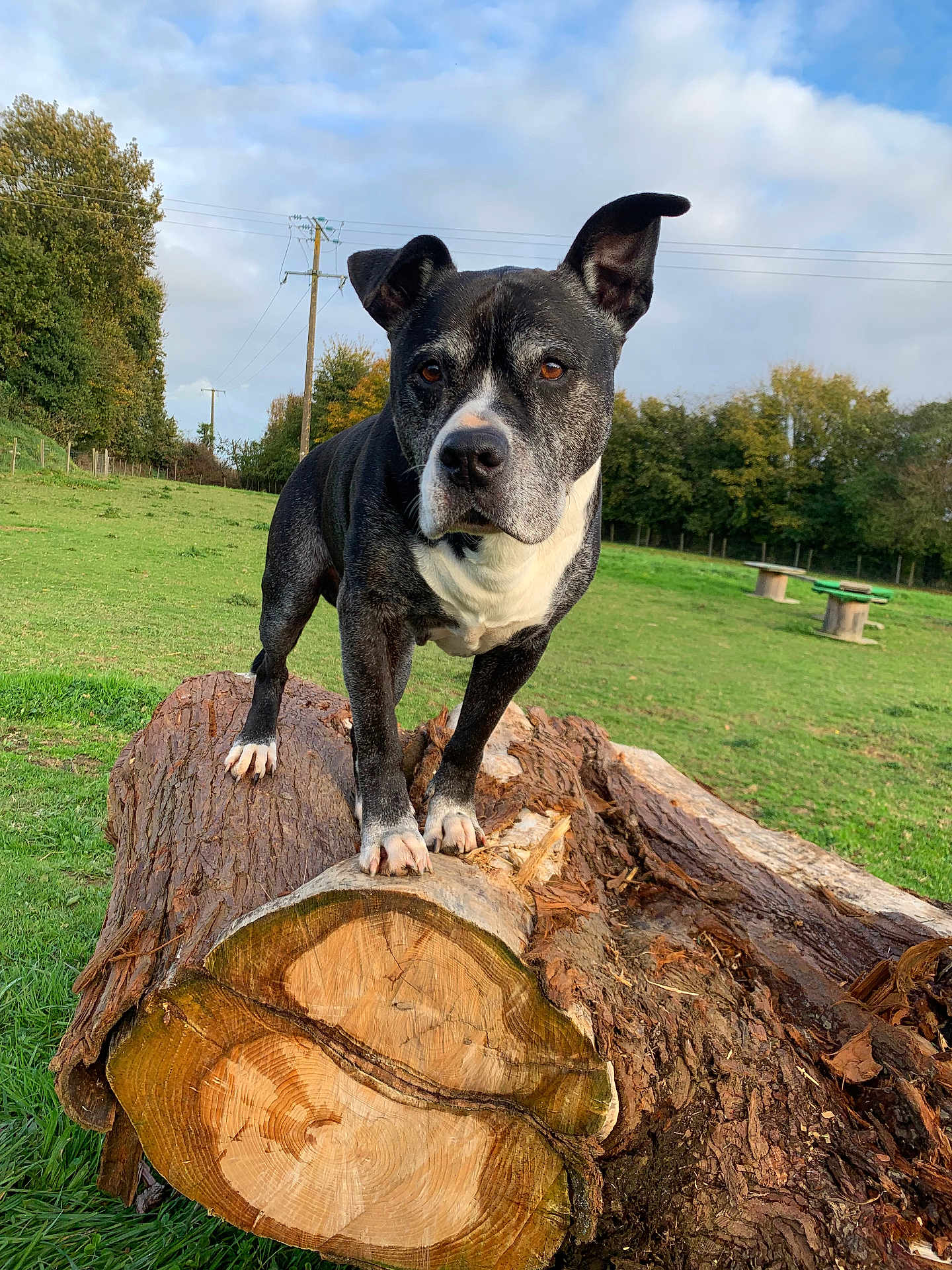 Kenzo a rejoint le concours — aidez-le/la à gagner de superbes lots ! dog, animal, outdoor, park, grass, tree_log, nature, canine, pet, field, sky, clouds, ears, fur, face, paws, wood, trunk, greenery, fence