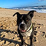 dog, beach, sand, ocean, waves, sky, sunlight, pet, animal, outdoor, nature, canine, happy, ears, collar, water, shore, daytime, playful, landscape