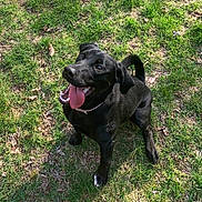 Willow joined the competition — help win amazing prizes! dog, black_dog, tongue_out, grass, outdoor, pet, canine, happy, playful, animal, nature, summer, collar, sitting, cute, friendly, sunlight, ears, tail, mouth_open