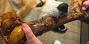 Kenji joined the competition — help win amazing prizes! animal, bone, casual_clothing, chewing, close_up, dog, floor, focus, fun, hand, indoor, interaction, person, pet, playful, sneakers, tattoo, toy, tug_of_war, wood_floor