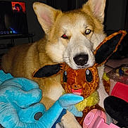 Kenji joined the competition — help win amazing prizes! animal, brown_fur, canine, close_up, couch, dark_room, dog, ears, eevee, elephant_plush, flash, headset, indoor, nose, pet, plush_toy, relaxing, stuffed_animal, television, toy