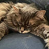 cat, fluffy, long_hair, gray_fur, white_fur, sleeping, relaxed, lying_down, paw, whiskers, ears, nose, pet, indoor, close_up, portrait, warm_lighting, cozy, blanket, nap